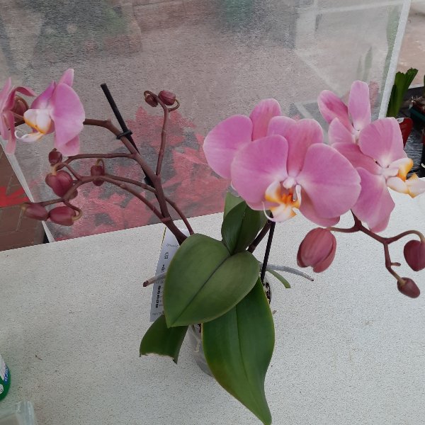 Orchidee P039 Bild 1