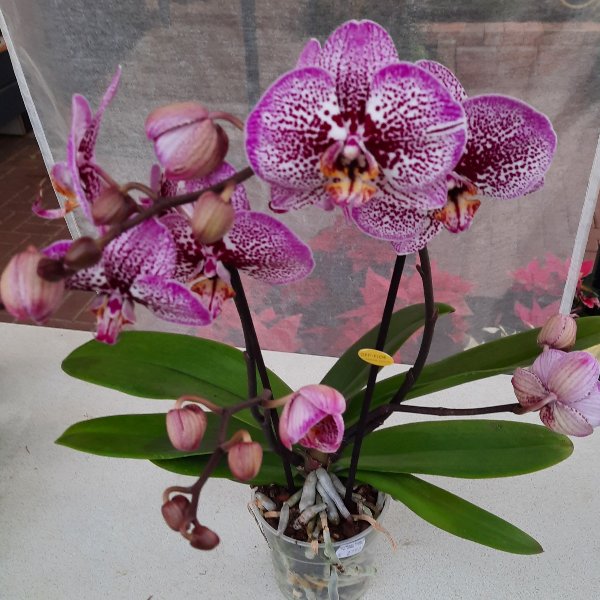 Orchidee P040 Bild 1